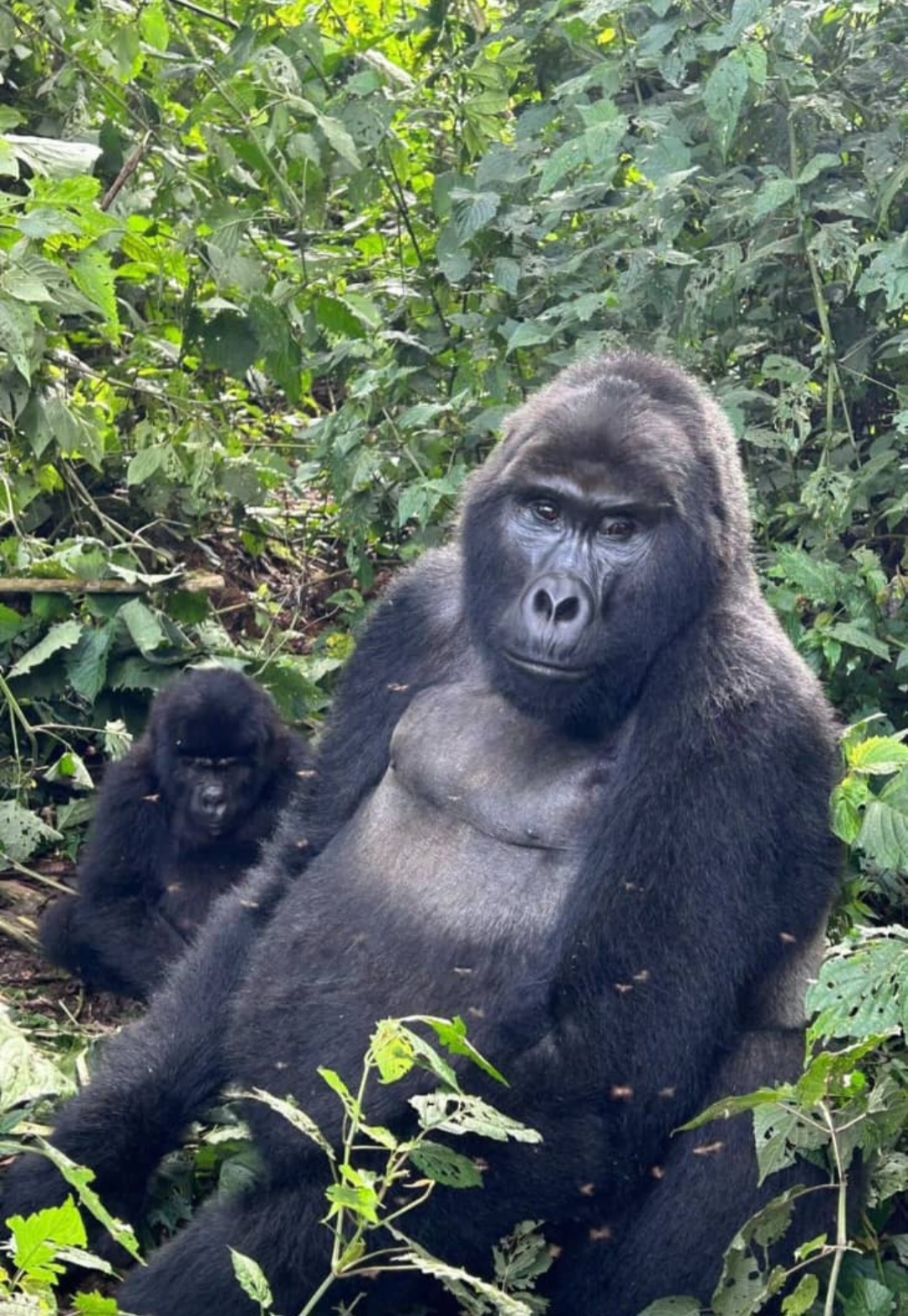 Silverback Gorilla